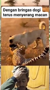 191K views · 2.4K reactions |  pertarungan sengit dogi vs macan #reels #fyp #animals #wildlifeattack | Hedi Rahadian | Facebook