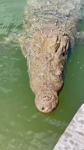 2.2K views · 154 reactions | American crocodiles are large reptiles,...