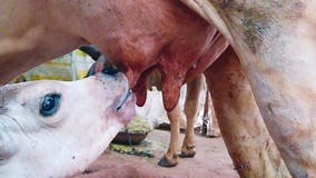 Baby Calf Drinking Mothers Milk,white Calf Drinking Milk from Mother Cow Udder in Stable at Agricultural Animal Exhibition,Calf Stock Video - Video of farmland, animal: 249941589