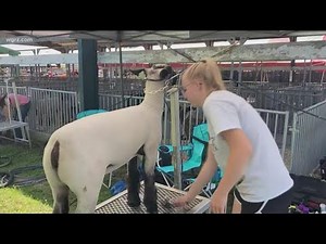 Genesee County Fair Begins Saturday