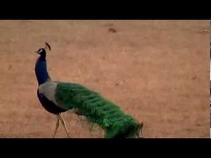 National Bird of India Peafowl or The Peacock, Pavo cristatus (Linnaeus) best view in National Park
