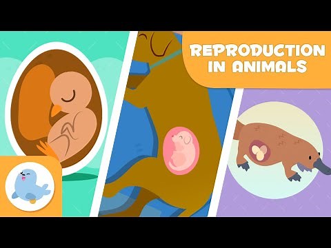 REPRODUCTION IN ANIMALS 🐶🐦 SEXUAL and ASEXUAL 🥚🤰🏻 OVIPAROUS, VIVIPAROUS, OVOVIPAROUS