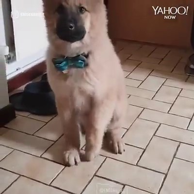 3.5M views · 3.8K reactions | This doggo can’t help but tap his feet when he gets excited | In The Know Now | Facebook