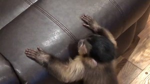 4.1K views · 643 reactions | Baby Monkey Happy and Louie The Chihuahua have some play time! Watch MonkeyHappy jump and climb all around the room in this super cute video! #MonkeyHappy #MonkeyBooCrew | MonkeyHappy | Facebook