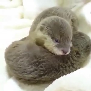 20K views · 1.4K reactions | Otter pups | Otter | Facebook