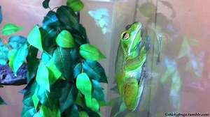 9.5K views · 669 reactions | Long Frog is wearing his Purple Beard of Extra Courage today! He has had a Finger Treatie and a Climb on the Hand! | Stickyfrogs | Facebook