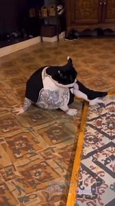 Kucing jenis apa tu ya #lucu #komedy | Annisa Putri