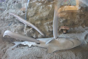 The hagfish defeats its predators with slime