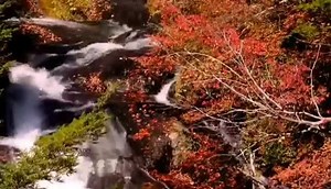 Autumn Leaves - Frank Sinatra | Melodies & Memories