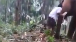Moment teenager is flung through the air by furious elephant