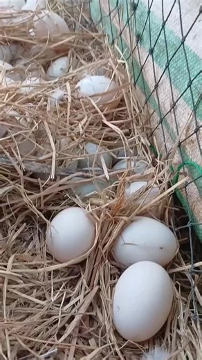 Bỏ luôn nè ai lượm lượm y - Đời Vịt Tàu