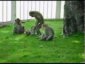 monkey make love when looking in the mirror