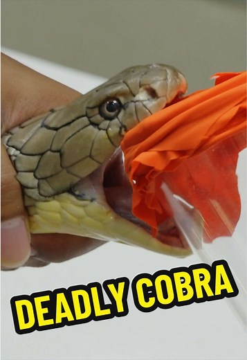 Bare-Handed Cobra Grab for Life-Saving Anti-Venom
