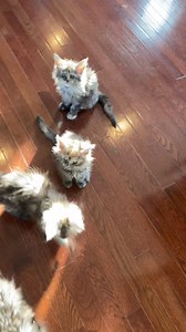 75K views · 2.9K reactions | I was working in the yard and didn’t realize I was an hour LATE with their dinner. Trust me, they gave me some choice words. | Blue Ridge Maine Coons of the Virginias | Facebook