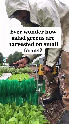 #pinoyfood #pinoygardeners #backyardgardening #plantingseeds #plantingseeds #gulayislife #GardenInspiration #vegetablegarden | Ka Sangga