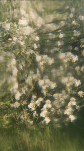 5.1K views · 70 reactions | PASCAL QUIGNARD – TRÉSOR CACHÉ Alors qu'une femme perd son chat et décide de l’enterrer dans son jardin, sa vie se retrouve bouleversée lorsqu'elle met au jour un trésor. Elle voyage. Elle rencontre un homme en Italie. En l’espace d’un an, sa vie est entièrement transformée. Lecture par l'auteur le 6 février à 20h. | Maison de la Poésie - Scène littéraire | Facebook