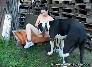 Animal pass dog and whitney