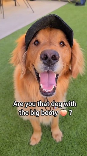 26K views · 755 reactions | Shake that booty  #goldenretrieverlife #goldenretriever #fyp #dog #dance #booty #fblifestyle #doglover #doglife | Sammy The Golden Retriever | Facebook