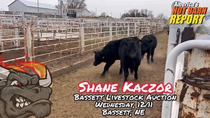 1.9K views · 26 reactions | Shane and the crew have a big sale going down tomorrow at BLA in cow-town! Join them ringside, or buy safely online at CattleUSA.com | Hot Barn Report | Facebook