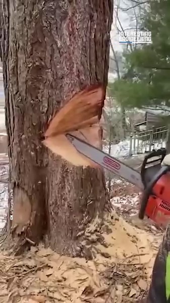 86K views · 346 reactions | By cutting specific spots in the tree trunk, this guy perfectly controls the direction the tree is going to fall toward. | Interesting Engineering | Facebook