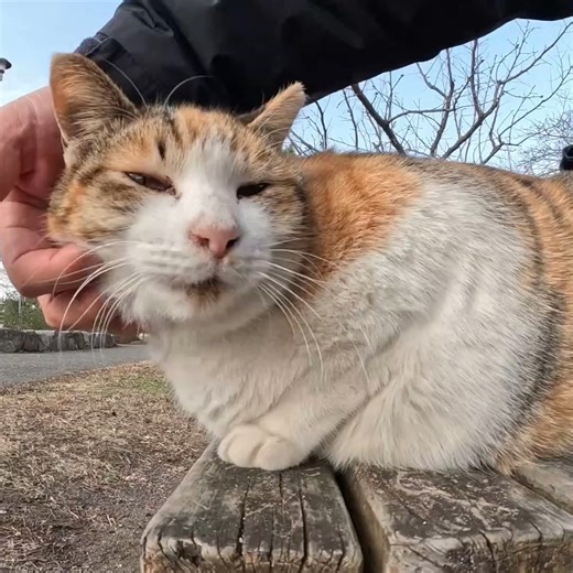A fat calico cat sniffss my lap and notices the presence of another cat | Street Cat