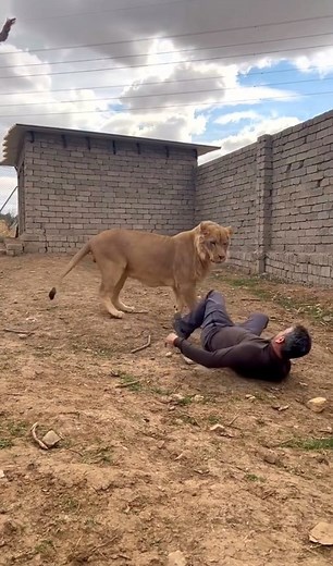 How to catch lion alive | Seraphic Muse.