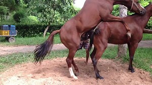 Amazing totay for You, Best Mating Animal