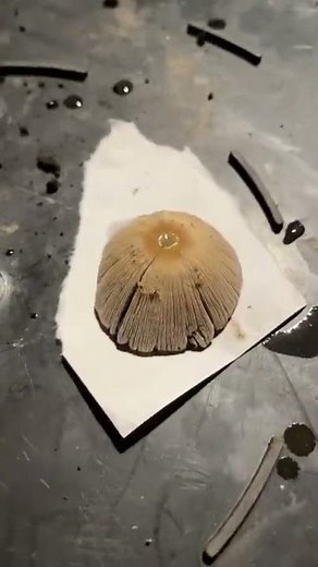 How to make a spore print.