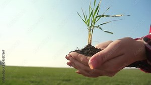 girl hands holding soil dirt a green young plant. eco farming Symbol of spring and ecology concept. woman peasant hands holding green young plant and earthy handful in morning sunlight rays earth
