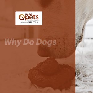 This nasty habit may be due to dietary or behavioral reasons. Here’s how you can help curb it: Learn more here: http://bit.ly/3rhjMsn | Dr. Karen Becker