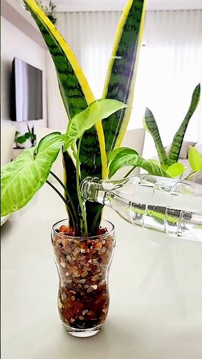 Espada de Santa Bárbara com Singonio🪴 #plants #arranjofloral