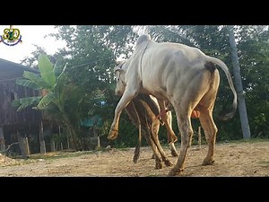 New Style Of Khmer Breeding || Khmer Cow Matting 2017