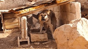 Ein heftiger Wachhund bellt einen Fremden: Stockvideos & Filmmaterial (100 % lizenzfrei) 3934050587 | Shutterstock