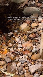 Nature’s most intoxicating beauty secret ✨ Bringing you the ultimate hive-to-skin experience. Royal jelly for regeneration, Propolis for protection, Beeswax for moisture lock, and pure Honey for that golden glow. #allnaturalskincare #hivetoskin #egyptianmagic #egyptianmagicskincream | Egyptian Magic | Facebook