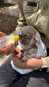 218K views · 14K reactions | This is Mini - the Koala joey, who enjoys getting her special formula milk from caretakers. She's also sampling various types of eucalyptus leaves from the Koala menu as she grows older❤️ ️: sydney #koala #australia #aussielife #nature #traveling #animals | Aussie Life | Facebook