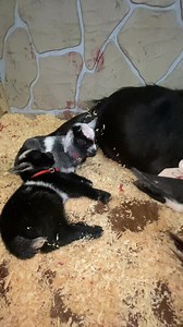 Zoe’s babies in a “milk coma”. Full bellies and they are so tired and content. | Roxiethecrazygoatlady.com