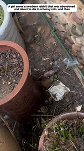 166 reactions · 25 comments | a_girl_saved_an_abandoned_newborn_rabbit,_took_care_of_it,_so_wonderful_! | Jonny Fanando | Facebook