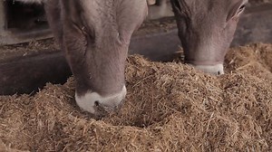 Les vaches mangent du foin dans : vidéo de stock (100 % libre de droit) 1097062103 | Shutterstock