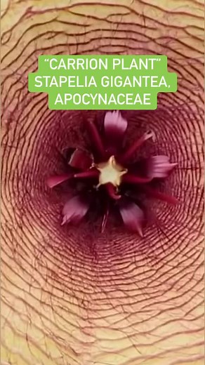 15K views · 351 reactions | Carrion plant aka Stapelia gigantea #botany #flowers #rare #nature #science #plantsmakepeoplehappy #reels | Crime Pays But Botany Doesn't | Facebook