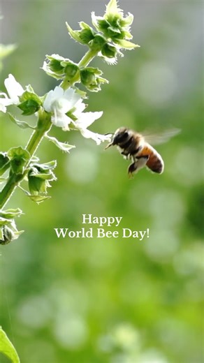 17 reactions | Honoring bees everywhere  Happy #worldbeeday to these incredible, life-giving insects. Wondercide is loved by pollinators and we love them back! . . #plantpower #pestcontrol #protectyourpack | Wondercide | Facebook