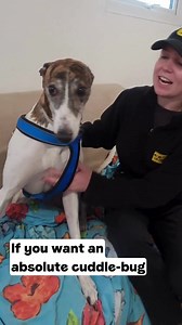 110K views · 2.6K reactions | Stop scrolling and help us find Scully at Dogs Trust Leeds at home  Share, comment and like this post to help us reach her future adopter! She is the sweetest girl who deserves a forever home  [Video description: A Dogs Trust staff member speaking to the camera about a Greyhound named Scully. She takes you into a room to meet Scully who is happily relaxing on a sofa.] | Dogs Trust | Facebook