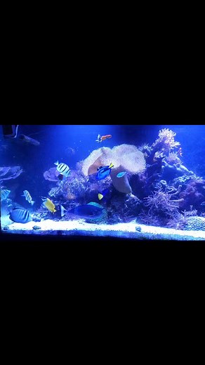 20 reactions | The Corner Reef on Reels | Facebook