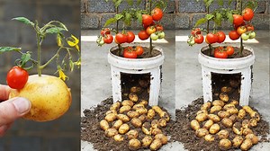 How To Grow Tomatoes And Potatoes Effectively | Balcony Garden Ideas