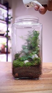 Misting a closed terrarium #terrariumcare #terrariummisting #clisedterrarium #mossterrarium | The Urban Nemophilist