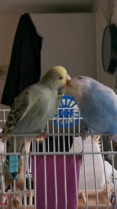 36K views · 3.5K reactions | Love birds Mumffy & Winnie 冀 When...