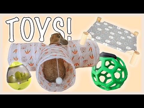 Trying New Rabbit Toys!