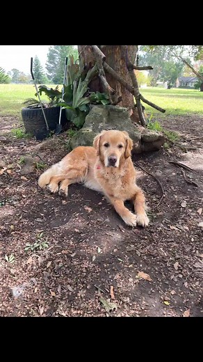 #kelpie #maremma #toypoodle #goldenretriever #cattledog #workingdogs #sausagedog #daschund | Doggy Farm Stay