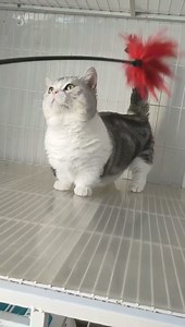 3.6K views · 30 reactions | Bi dưa lùn cá tốt, trống #munchkin | Pet Island | Facebook