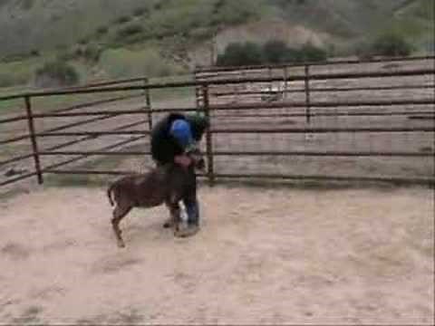 sheep hunting barbados ram