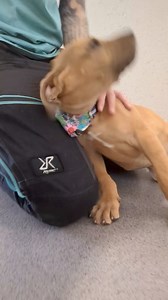 Fred and Wilma | Limerick Animal Welfare